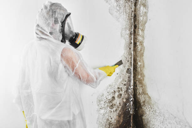 Best Residential Mold Remediation in Trevose, PA